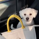 이웃집 멍 이미지