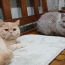 구름위의고양이 이미지