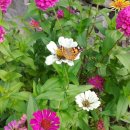 봉숙이네바닷가 민박 이미지