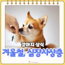강아지 유치원 caredogs 이미지
