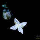 비밀의화원 이미지