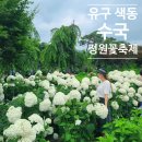공주 가볼만한곳 🌸 2026 유구 색동수국정원 꽃축제 일정·주차 & 백년가게 맛집 '명성불고기집'