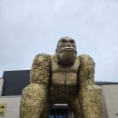 고릴라 | 경주 대형 카페, 고릴라 카페, 베이커리 카페 더킹 후기 | 내돈내산