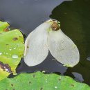 수평