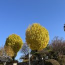 활성동 밀양시국궁장 | 가을 밀양 여행지 실시간 비교: 은행나무 명소 4곳 요약+단풍 찍먹 (11/23 방문)