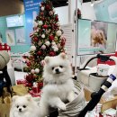 글로리아화장품 | 2025 11월 케이펫페어 일산 킨텍스 메가주 펫박람회 후기