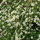 낙동강변2 이미지