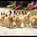 8코기네 이미지