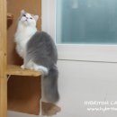줄리아나헤어