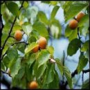 살구숲한의원 이미지