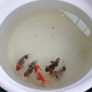 울산오란다 이미지
