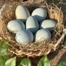 원산농장 | 청란 청계란 가격 반숙 삶기 효능 효과 장점