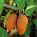 ***사포딜라 [Sapodilla]*** (껌의 원료 나무) 이미지