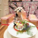 퍼피라운지 이미지