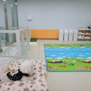 댕댕타임 이미지