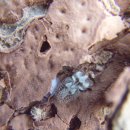 버즘나무방패벌레와 좀비단벌레류 이미지