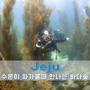 제주 스쿠버다이빙 체험 수중산책 타 센터 체험이랑 차원이 달랐던 이유