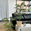 월곡한의원 | 광주화분 아레우카리아 개업선물로 실패 없는 이유