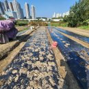 유성 유림공원국화축제 놀러오세유~~^^ 이미지