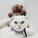 짬 | [동작고양이미용호텔] 스코티시폴드 짬이의 첫 미용목욕후기｜캣치유