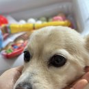 꾸미는 강아지 | 강아지 백내장 강아지 눈물자국 영양제 페노비스 인캡슐 루테인 급여후기