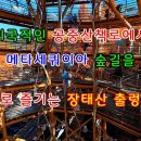 [영상](여행) 한번쯤은 꼭 방문해봐야 할 가을단풍 하이라이트 명소 장태산휴양림의 출렁다리 &스카이타워 힐링 늦가을풍경 이미지