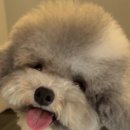 댕컷