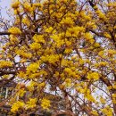 [ 091031 ] 이천 圓寂山 이미지