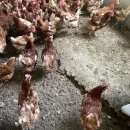 주령축산 네이버블로그