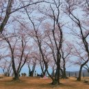 서생포왜성주차장 | [ 울산 벚꽃 ] 서생포왜성 :: 3월 31일 방문 후기 ( 주차장, 포토존 추천 )