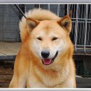 세강 Daum카페