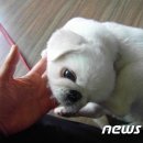 뚱아저씨 이미지