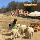 고요목장 | [홍천] 하양목장 강원도 여행 힐링코스 아이랑 같이가기좋은 양 목장 후기 (인생샷 명소)