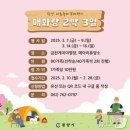 삼대한우마을 | 🌸 광양 매화축제(25.03.07~03.16.)