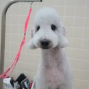 러브썸그루밍샵 이미지