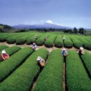 아모레관광 이미지