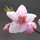 개간지천 이미지