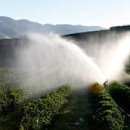 Antonio`s Farm 이미지