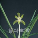 大正(대정)
