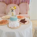 퍼피엔젤스 이미지