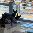 개조은날 이미지