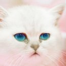 더원고양이동물병원 이미지