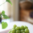 풍산농원 이미지