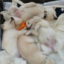 오남매농장 이미지