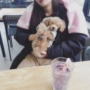 더 퍼피즈 블루 오션 쿡 이미지