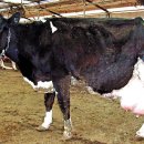 현웅목장 이미지