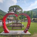 스완흑염소 이미지