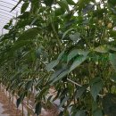 마리네 농장 이미지