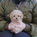 더반려강아지분양고양이분양잠실 | 잠실강아지분양 알아보다가 인생 강아지 만났어요 기쁜 후기