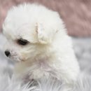 파평켄넬 이미지